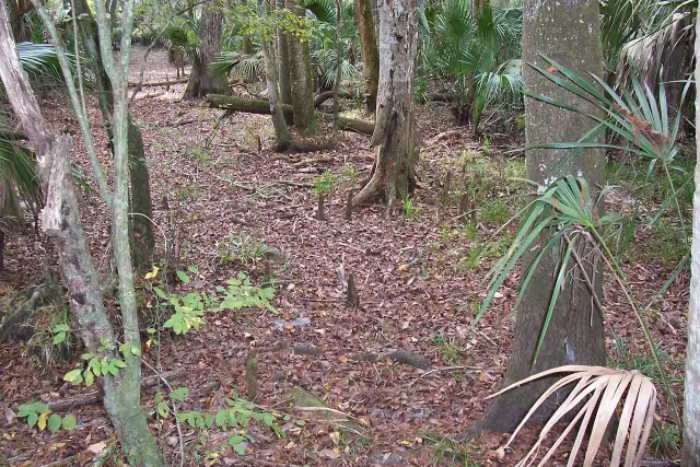 Hillsborough River State Park in northeast Hillsborough County, Florida